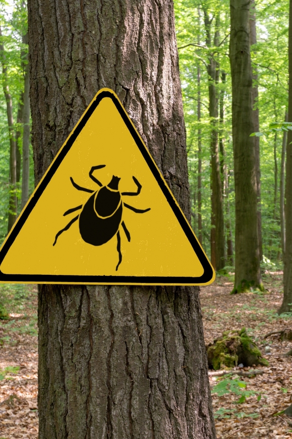 Der Frühling beginnt und lockt viele Menschen wieder nach draussen, in die Natur. Man möchte die ersten Sonnenstrahlen geniessen, es wird immer wärmer und man denkt nicht unbedingt an die Gefahr, die in Wiesen und Wäldern lauern könnte: Zecken! 