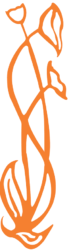 logo-pharmacy